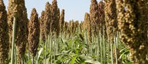 /11900sorgo.jpg